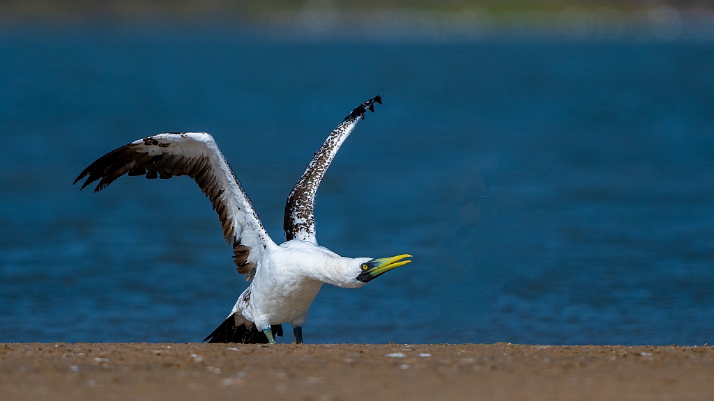 Masked Booby 